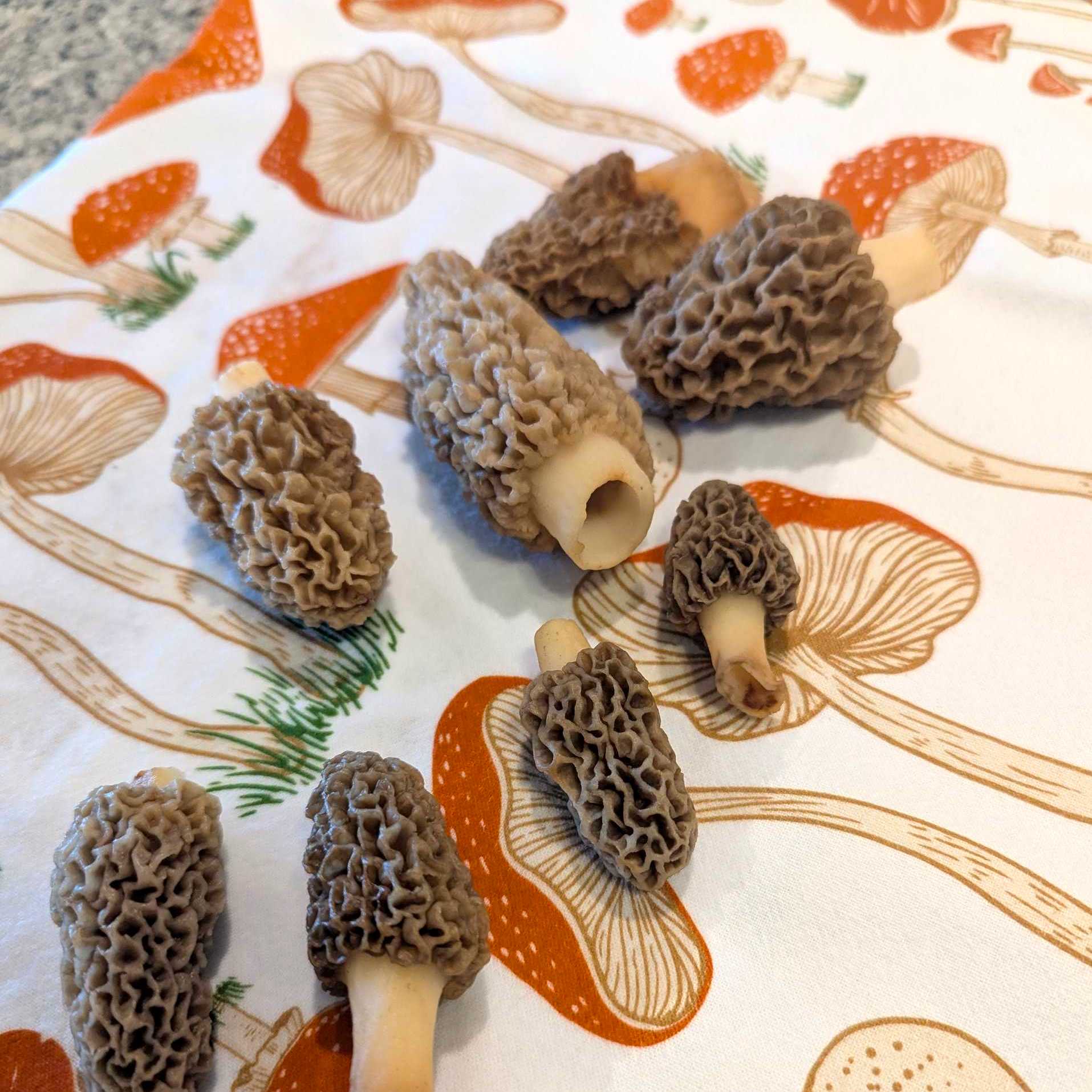 Enchanted Toadstools Tea Towel